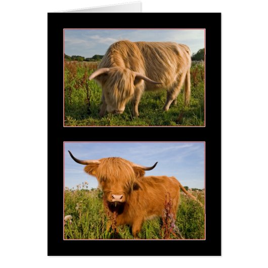 Highland Cattle Cards (Front)