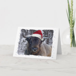 Highland Cattle Christmas Card