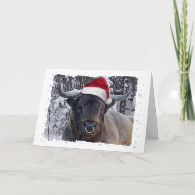 Highland Cattle Christmas Card (Front)