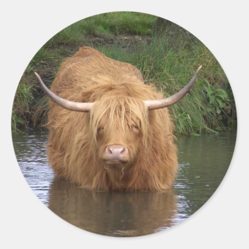 Highland Cattle Classic Round Sticker