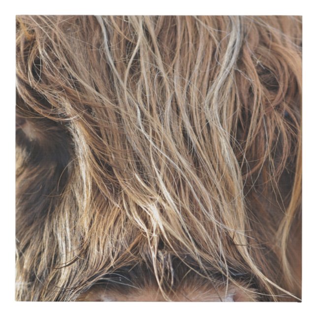 HIGHLAND CATTLE COW FACE FAUX CANVAS PRINT (Front)
