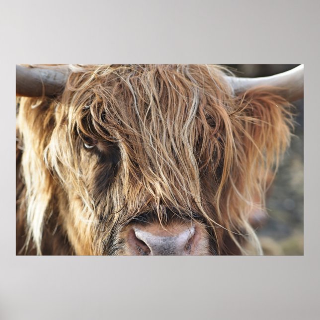 HIGHLAND CATTLE COW FACE POSTER (Front)