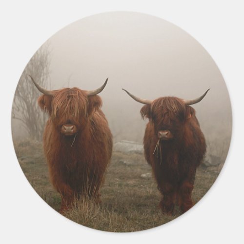 Highland Cattle Fog Photo Classic Round Sticker