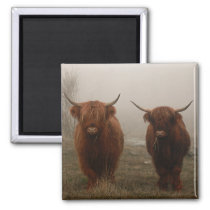 Highland Cattle Fog Photo Magnet