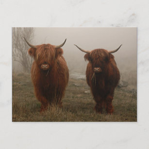 Highland Cattle Fog Photo Postcard
