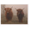 Highland Cattle Fog Photo