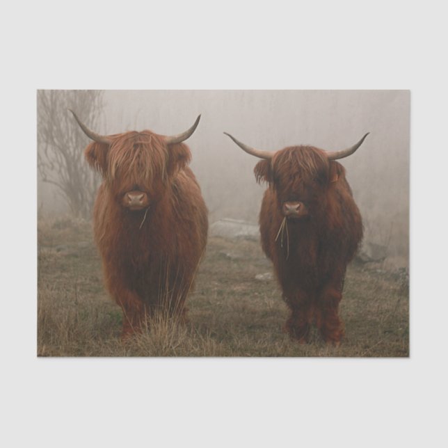Highland Cattle Fog Photo Tissue Paper (Front)