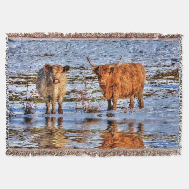 Highland Cattle in Winter Snow Throw Blanket (Front)