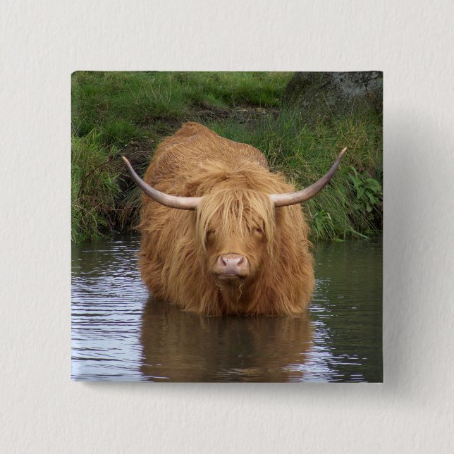Highland Cattle Pinback Button (Front)