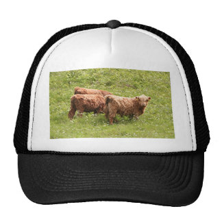 Highland Cattle Hats | Zazzle