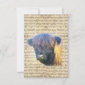 Highland cow (Front)