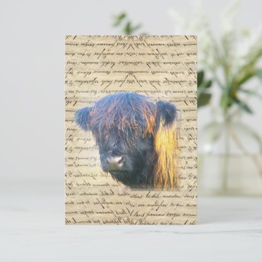 Highland cow (Standing Front)