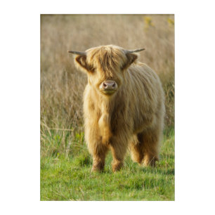 Highland Cow Acrylic Print