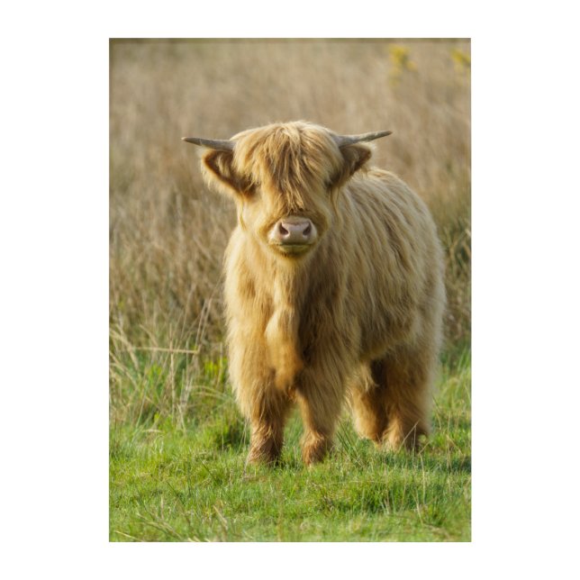 Highland Cow Acrylic Print (Front)