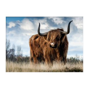 Highland Cow Acrylic Print