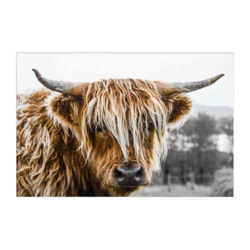 Highland Cow Acrylic wall art