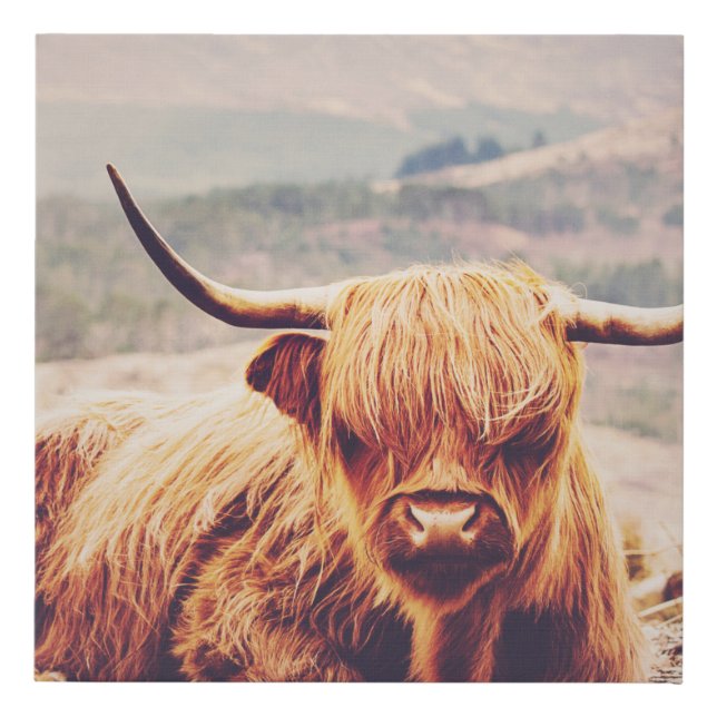 Highland Cow Baby Nursery Boy Canvas Print (Front)