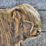 HIGHLAND COW BELT BUCKLE<br><div class="desc">An art design of a beautiful Highland Cow.</div>