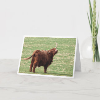 Highland cow Birthday card