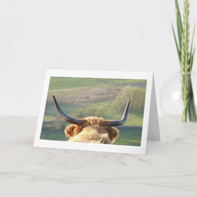 Highland cow Birthday card (Front)