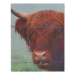 Highland Cow Biting A Wire Fence Faux Canvas Print