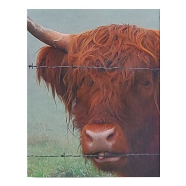 Highland Cow Biting A Wire Fence Faux Canvas Print (Front)