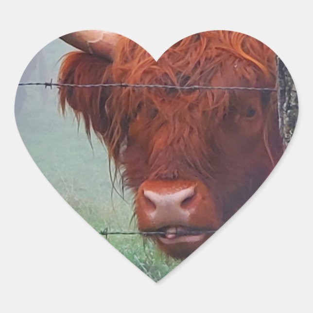 Highland Cow Biting A Wire Fence Heart Sticker (Front)