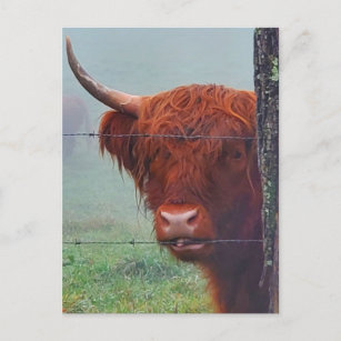 Highland Cow Biting A Wire Fence Postcard