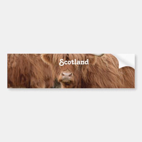 Highland Cow Bumper Sticker