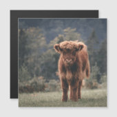 Highland cow calf autumn grass field (Front/Back)