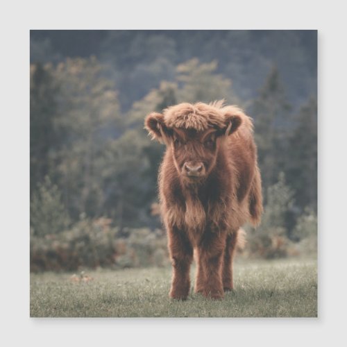 Highland cow calf autumn grass field