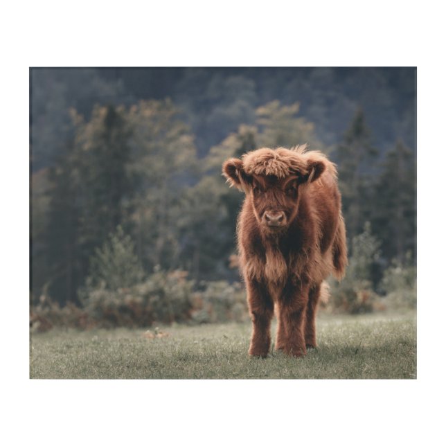 Highland cow calf autumn grass field acrylic print (Front)