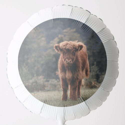 Highland cow calf autumn grass field balloon