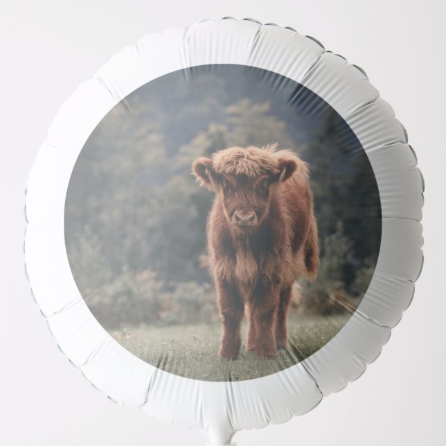 Highland cow calf autumn grass field balloon (Front)