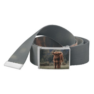 Highland cow calf autumn grass field belt
