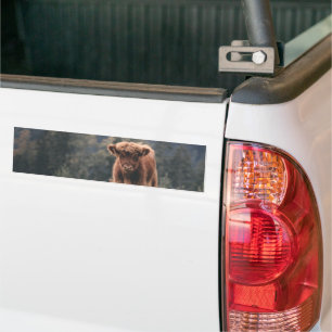 Highland cow calf autumn grass field bumper sticker