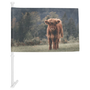 Highland cow calf autumn grass field car flag