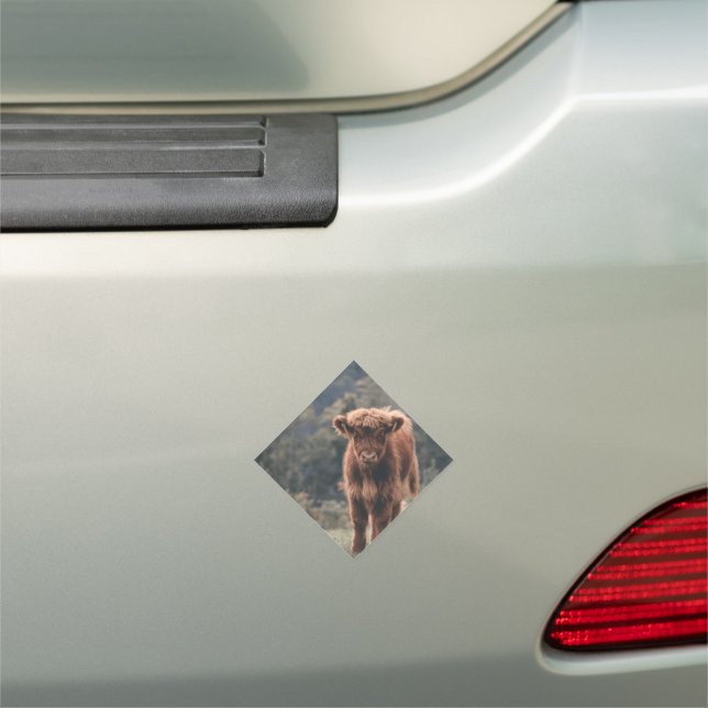 Highland cow calf autumn grass field car magnet (In Situ)