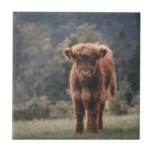 Highland cow calf autumn grass field ceramic tile