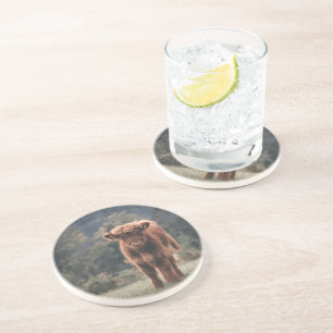 Highland cow calf autumn grass field coaster