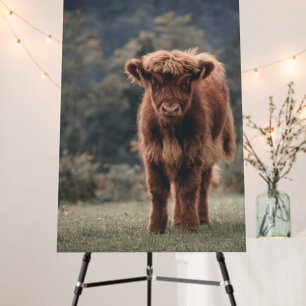 Highland cow calf autumn grass field foam board