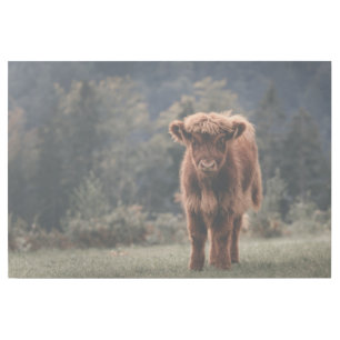 Highland cow calf autumn grass field gallery wrap