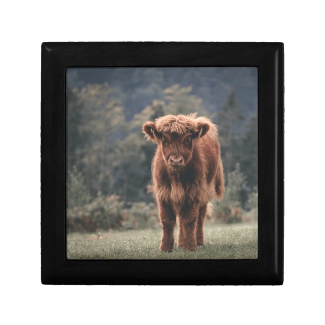 Highland cow calf autumn grass field gift box (Front)
