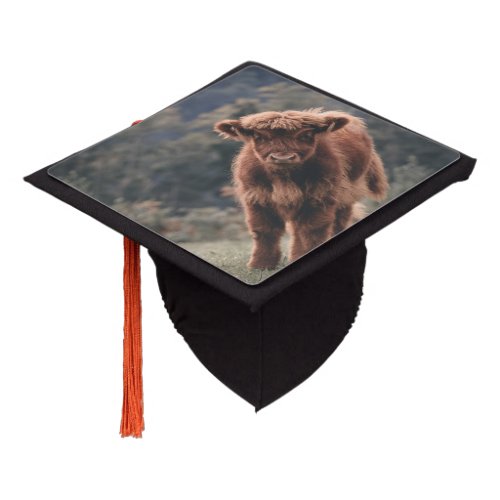 Highland cow calf autumn grass field graduation cap topper