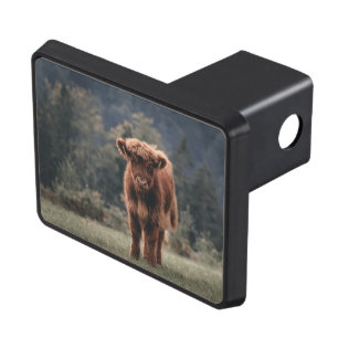Highland cow calf autumn grass field hitch cover