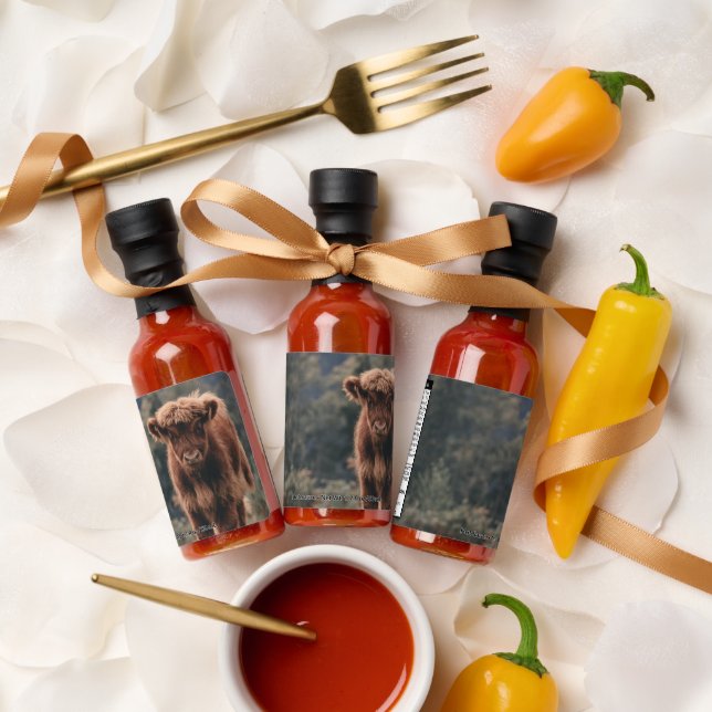 Highland cow calf autumn grass field hot sauces (Wedding)