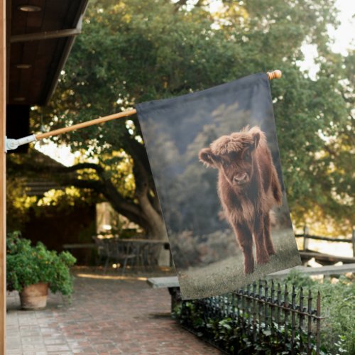 Highland cow calf autumn grass field house flag