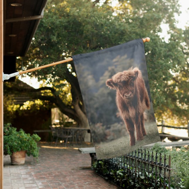 Highland cow calf autumn grass field house flag (In SItu)