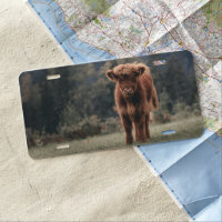Highland cow calf autumn grass field
