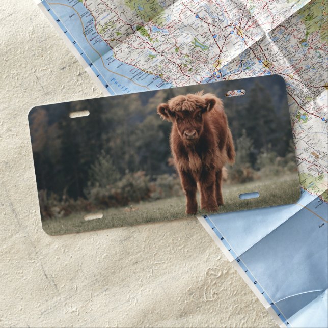 Highland cow calf autumn grass field license plate (In Situ)